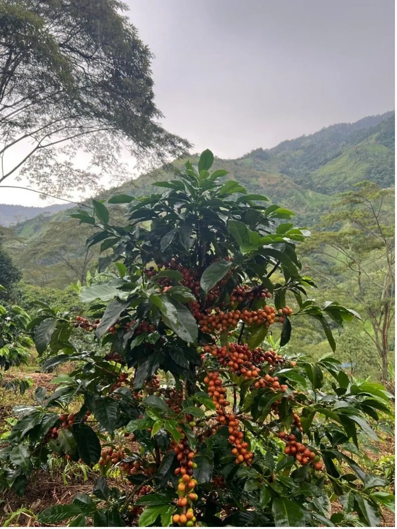 Colombia | El Triunfo | Geisha Washed | #8470