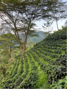 Colombia | El Triunfo | Geisha Washed | #8470