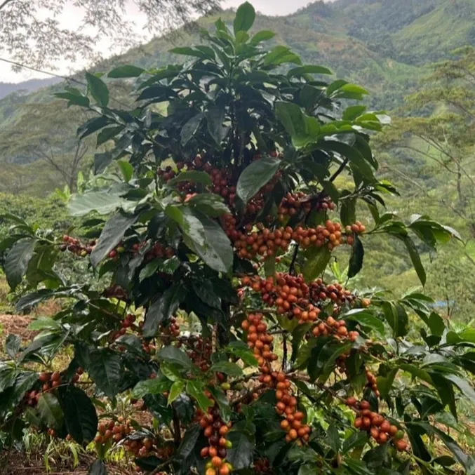 Colombia | El Triunfo | Geisha Washed | #8470
