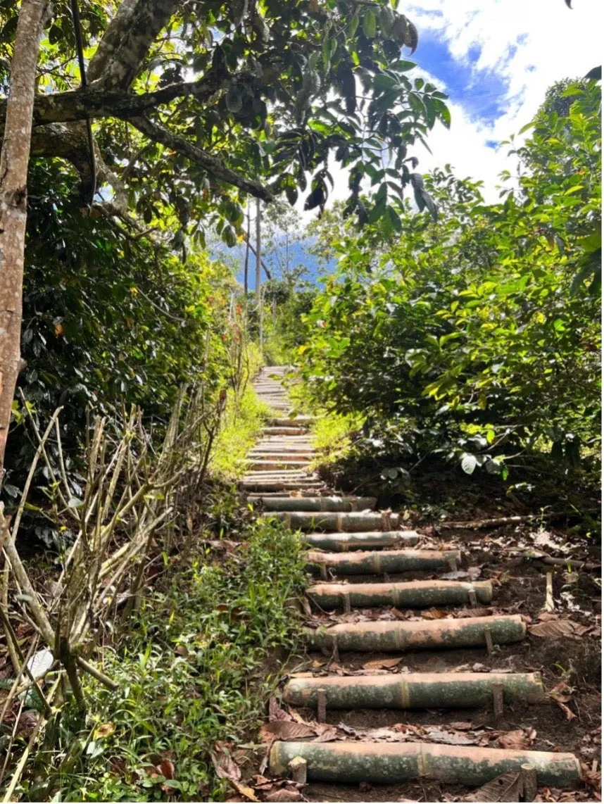 Colombia | El Triunfo | Geisha Washed | #8470