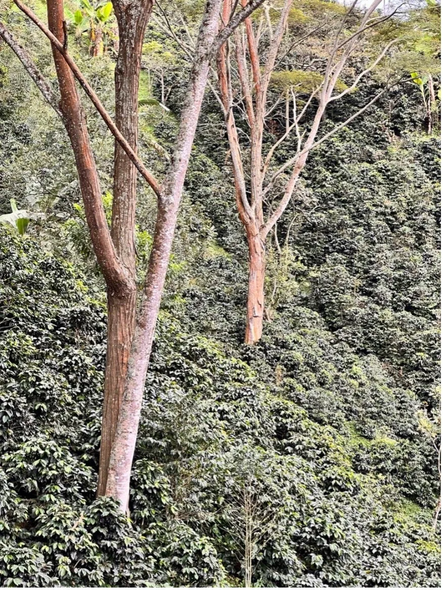 Colombia | El Triunfo | Geisha Washed | #8470