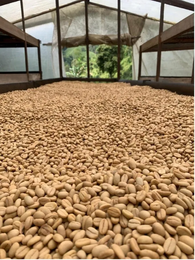 Colombia | El Triunfo | Geisha Washed | #8470