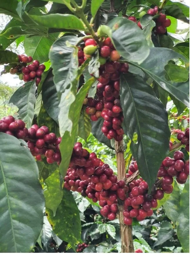 Colombia | El Triunfo | Geisha Washed | #8470
