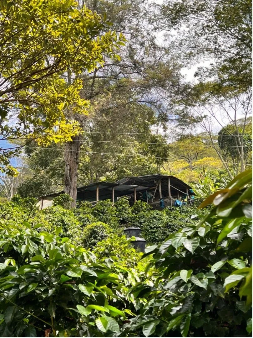 Colombia | El Triunfo | Geisha Washed | #8470