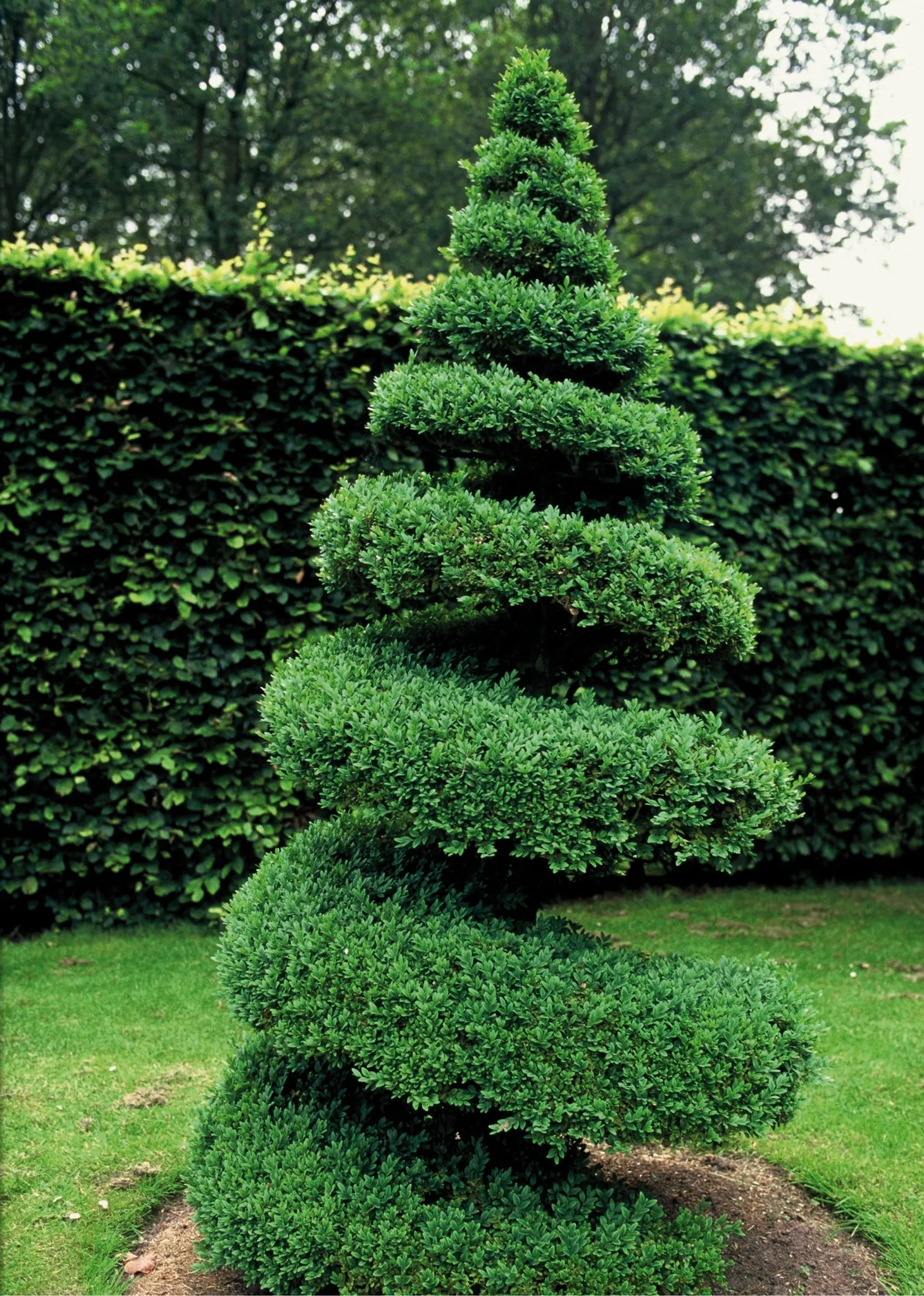 Common Boxwood Buxus sempervirens 20 Seeds  USA Company