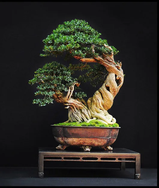 Common Boxwood Buxus sempervirens 20 Seeds  USA Company