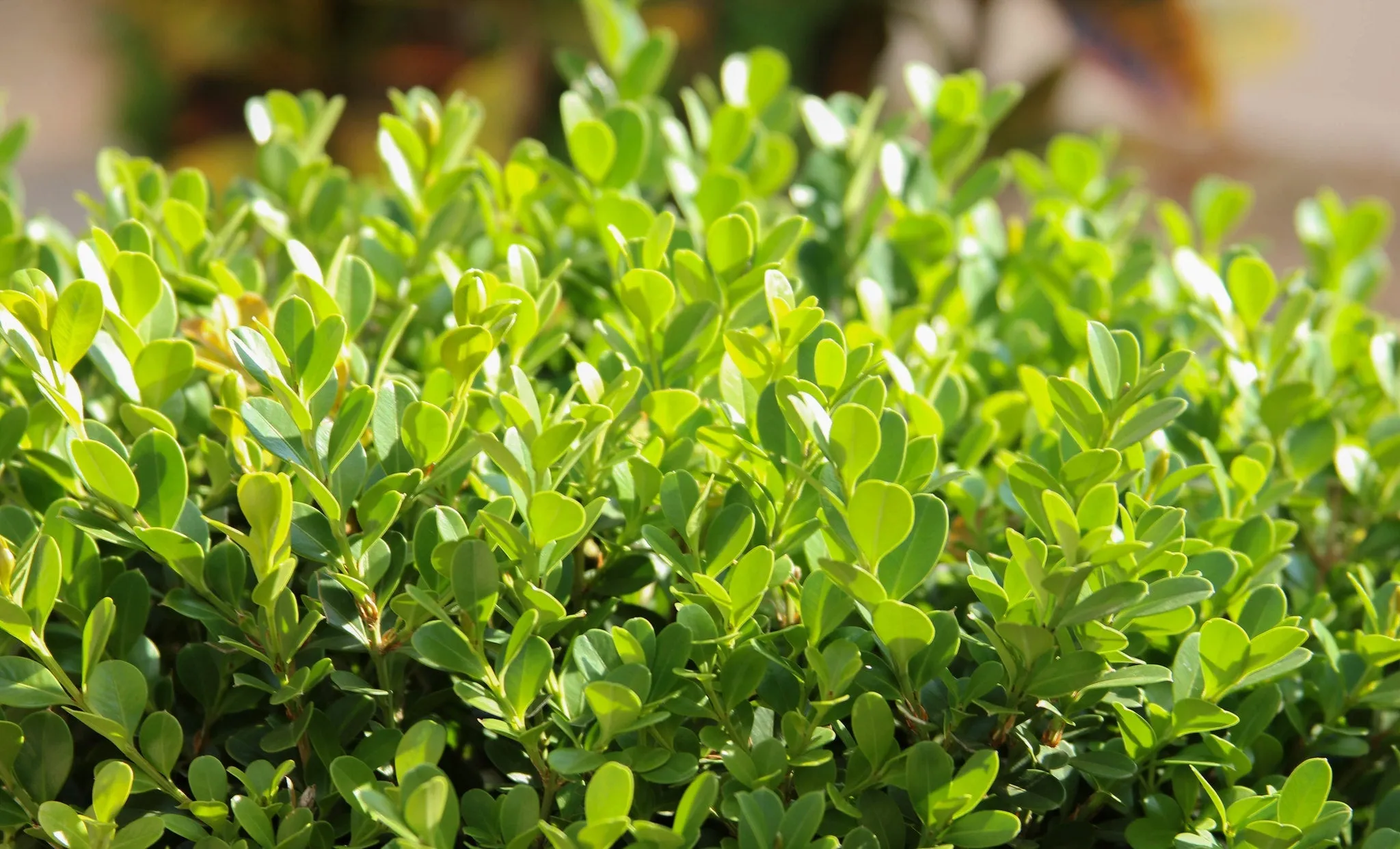 Common Boxwood Buxus sempervirens 20 Seeds  USA Company