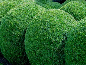 Common Boxwood Buxus sempervirens 20 Seeds  USA Company
