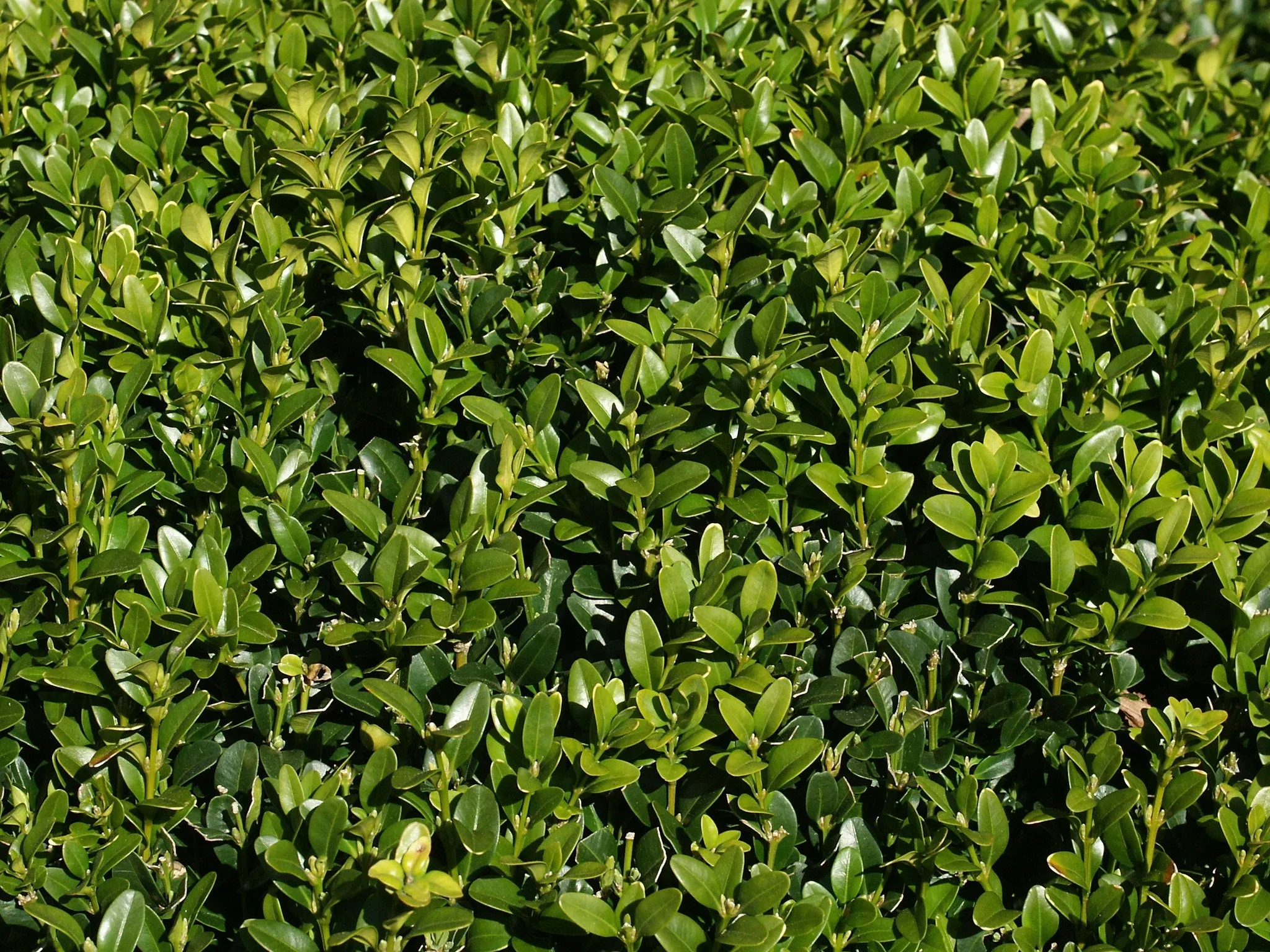 Common Boxwood Buxus sempervirens 20 Seeds  USA Company