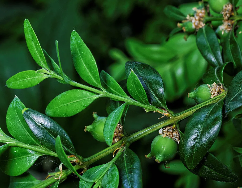 Common Boxwood Buxus sempervirens 20 Seeds  USA Company