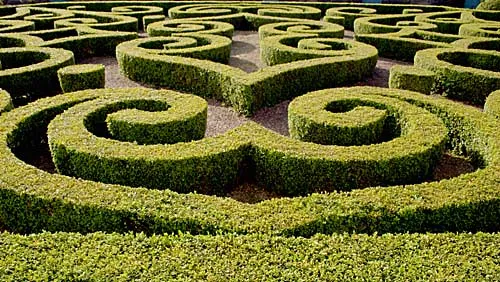 Common Boxwood Buxus sempervirens 20 Seeds  USA Company