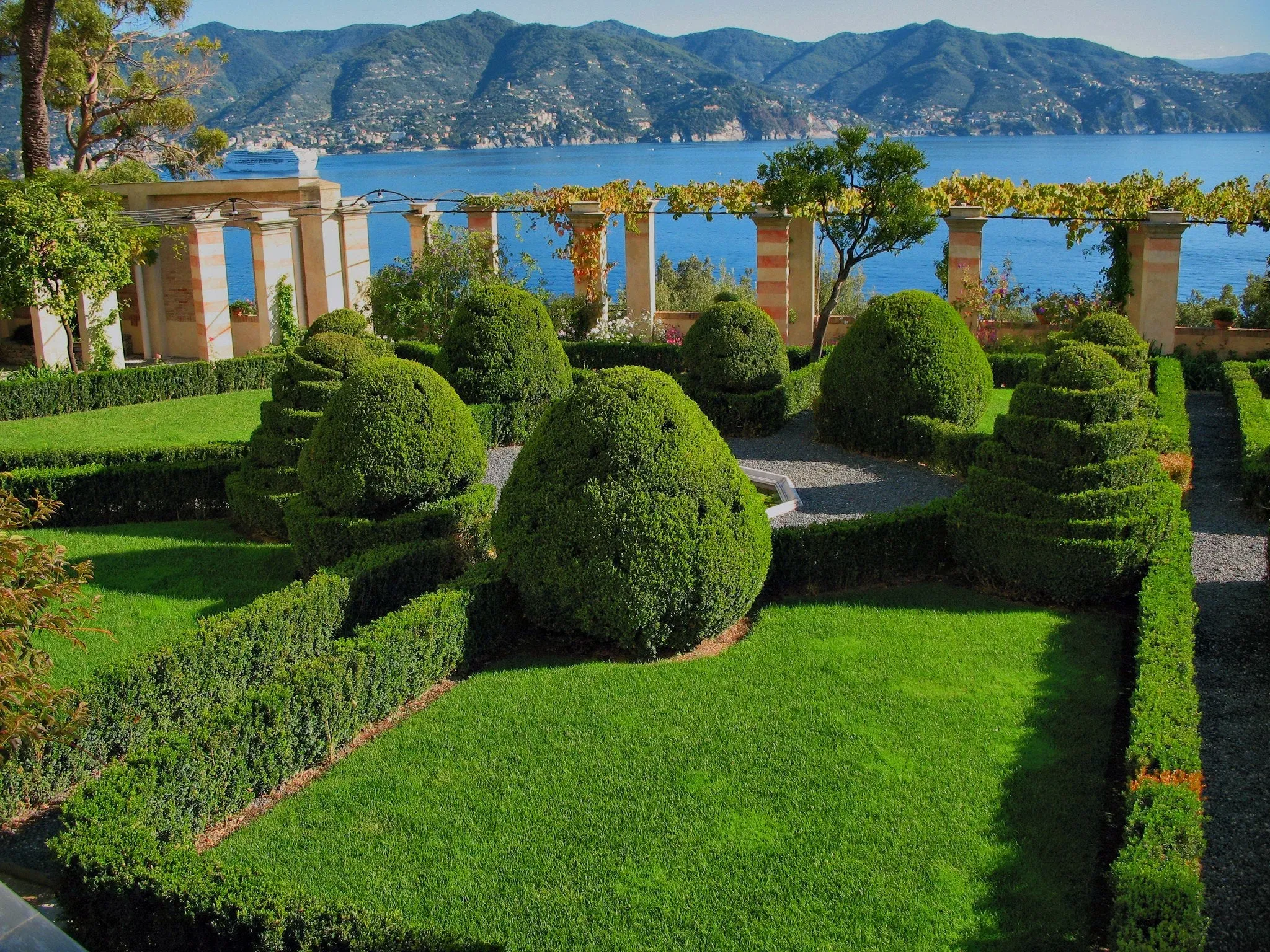 Common Boxwood Buxus sempervirens 20 Seeds  USA Company